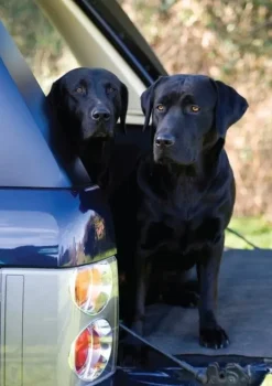 Black Labrador Notecards by Charles Sainsbury-Plaice