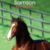 Book Tilly's Pony Tails 04 Samson the Stallion