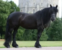 Breyer Carltonlima Emma - The Queen's Pony