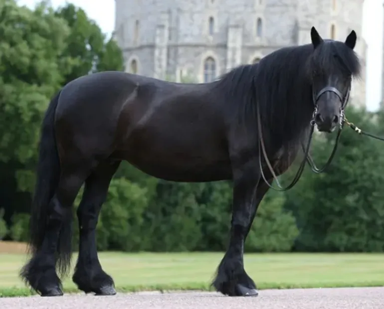 Breyer Carltonlima Emma - The Queen's Pony