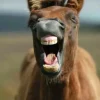 Dartmoor Pony Notecards by Charles Sainsbury-Plaice