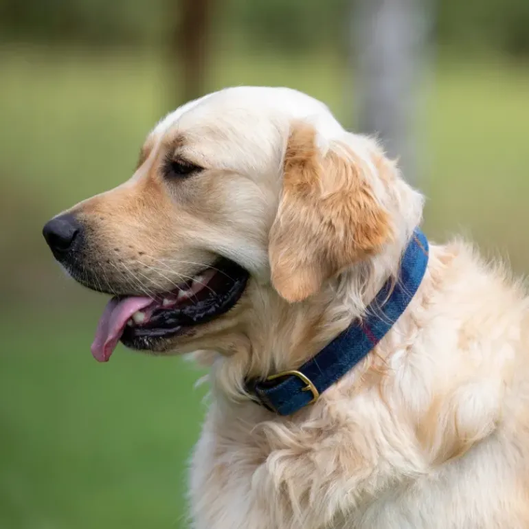 Digby & Fox Tweed Dog Collar