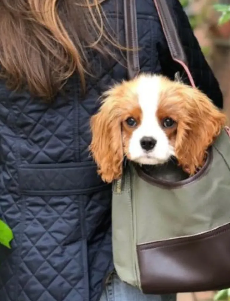 Django Dog Carrier Bag