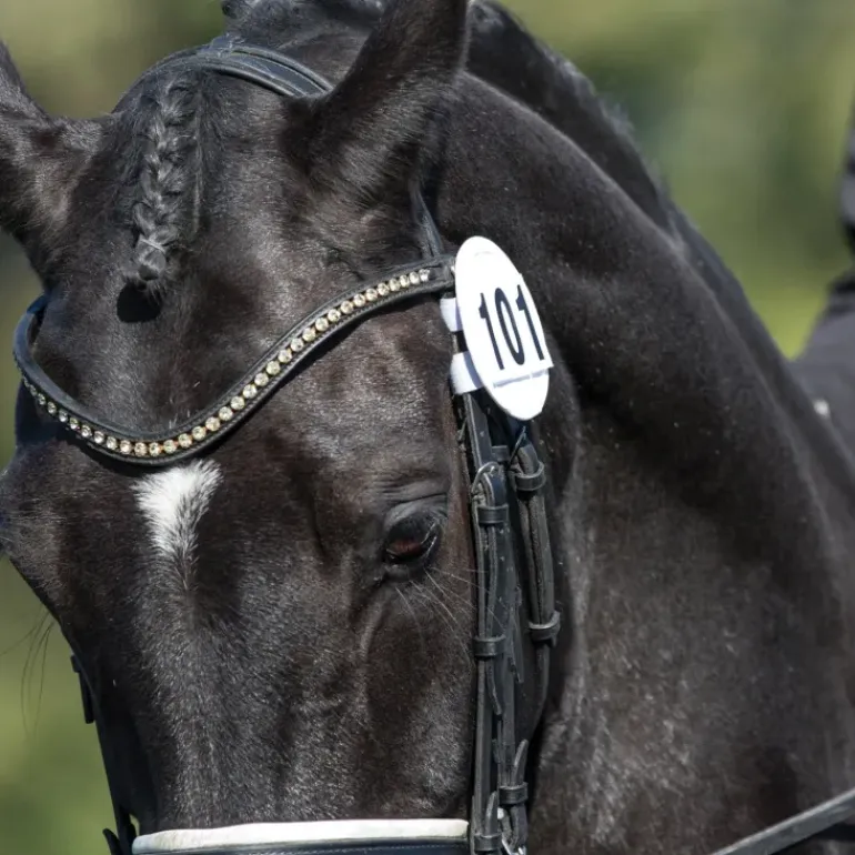 Equetech Bridle Numbers