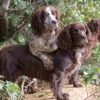 Greeting Card - Working Dogs by Charles Sainsbury-Plaice