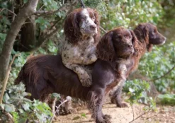 Greeting Card - Working Dogs by Charles Sainsbury-Plaice