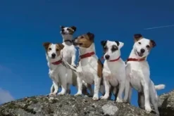 Greeting Card - Working Dogs by Charles Sainsbury-Plaice