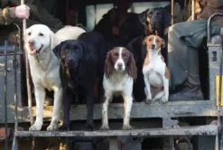 Greeting Card - Working Dogs by Charles Sainsbury-Plaice