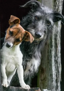 Greeting Card - Working Dogs by Charles Sainsbury-Plaice
