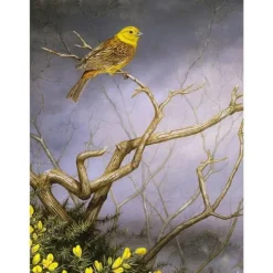 Greeting Card - Yellowhammer & Gorse by Dick Twinney