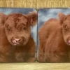 Highland Calf Coaster Pack Of 6
