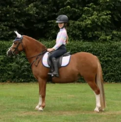 HY Dazzling Dream Saddle Pad