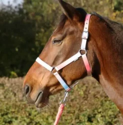 HY Equestrian Ombre Head Collar and Lead Rope
