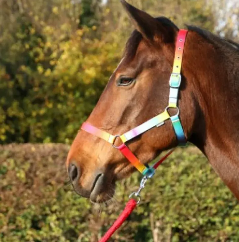 HY Equestrian Ombre Head Collar and Lead Rope