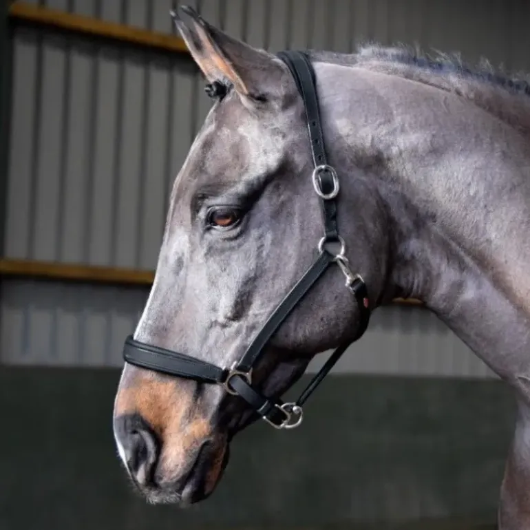 John Whitaker Ready to Ride Headcollar