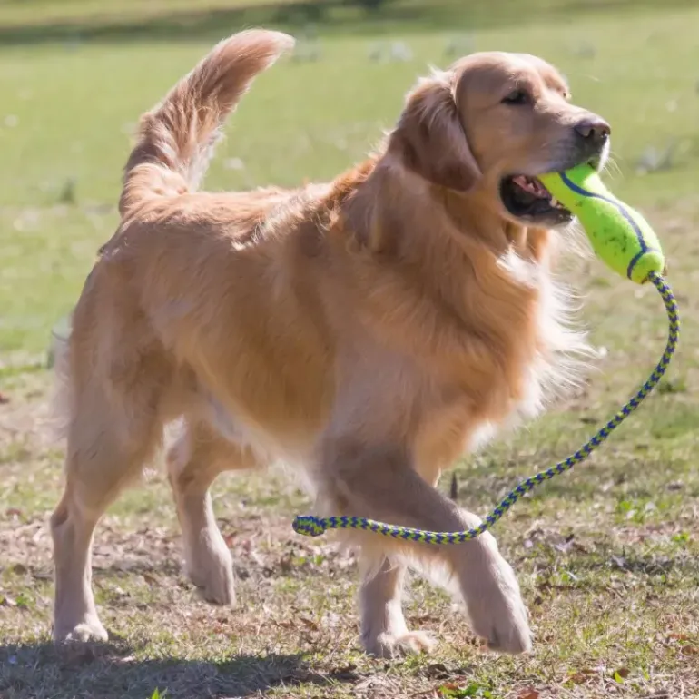 Kong AirDog Fetch Stick with Rope