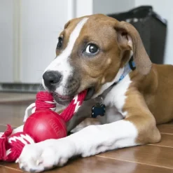 Kong Ball With Rope