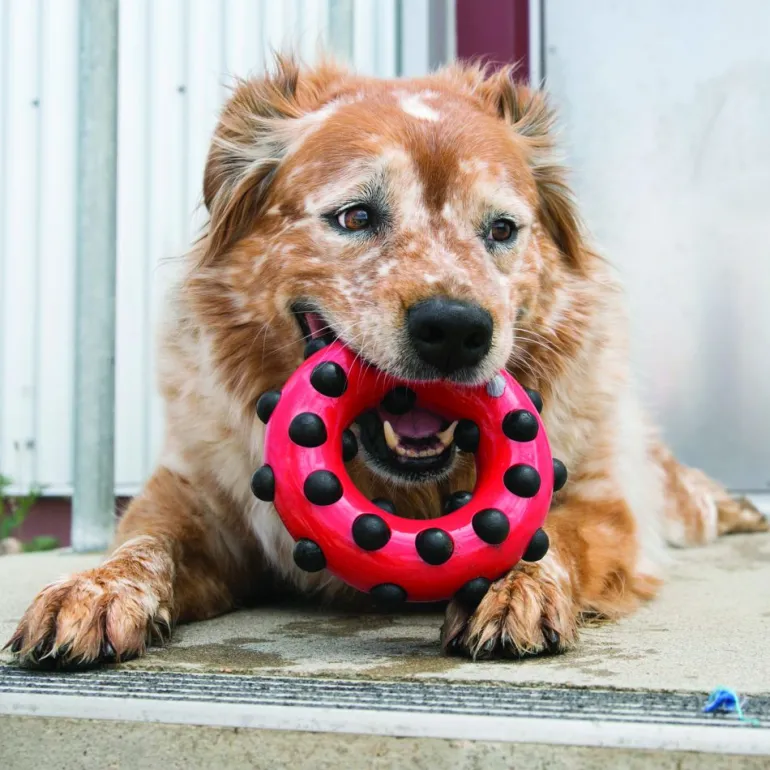 Kong Dotz Circle