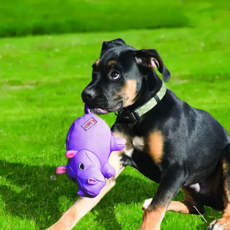 Kong Phatz Hippo Medium