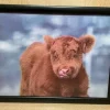Lap Tray Highland Calf
