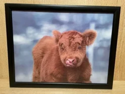Lap Tray Highland Calf