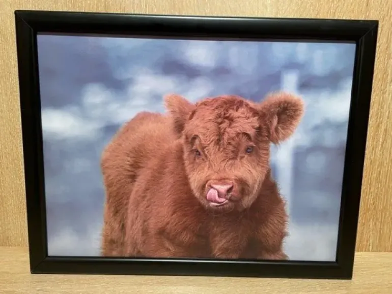 Lap Tray Highland Calf