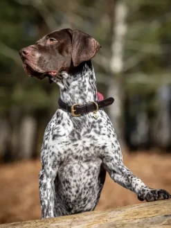 Lemieux Ascot Rope Dog Collar