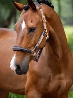 LeMieux Capella Headcollar