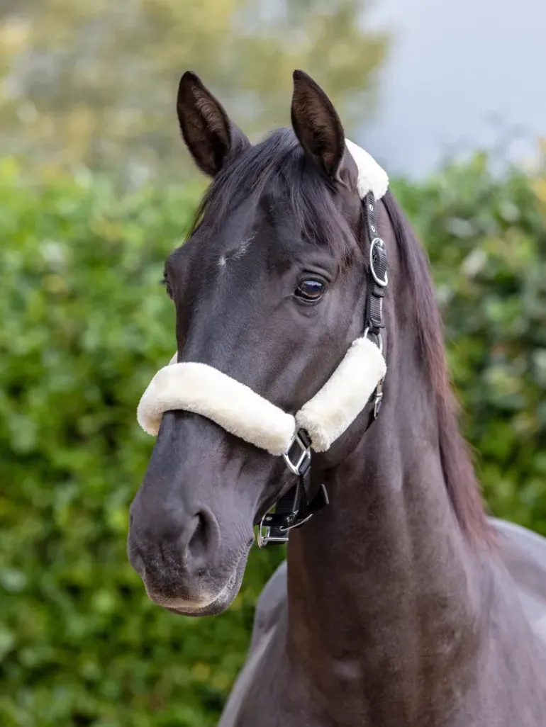 LeMieux Comfort Headcollar
