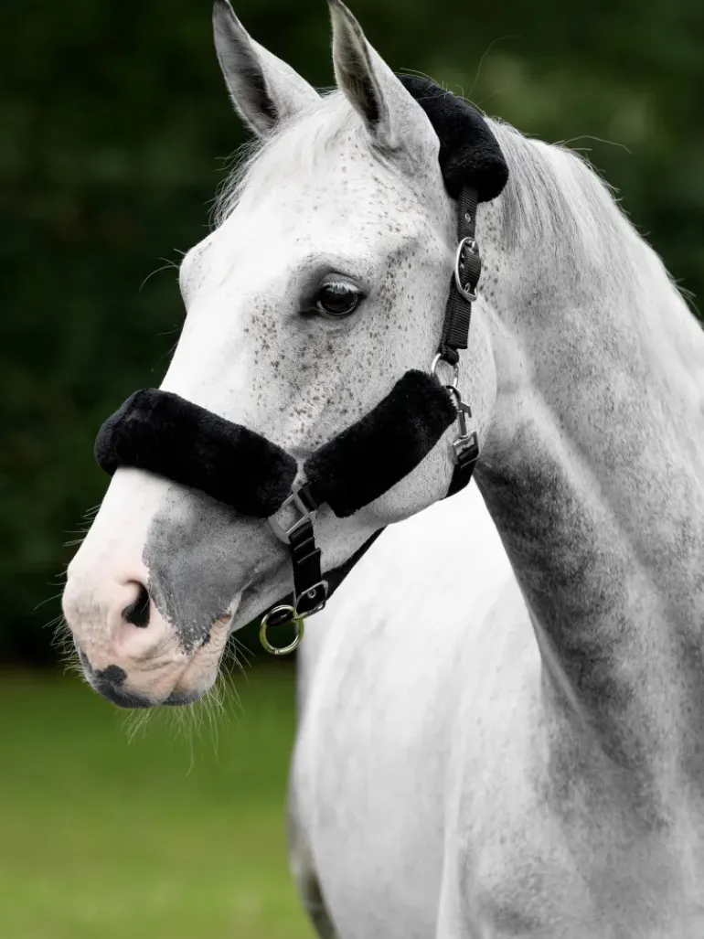 LeMieux Comfort Headcollar