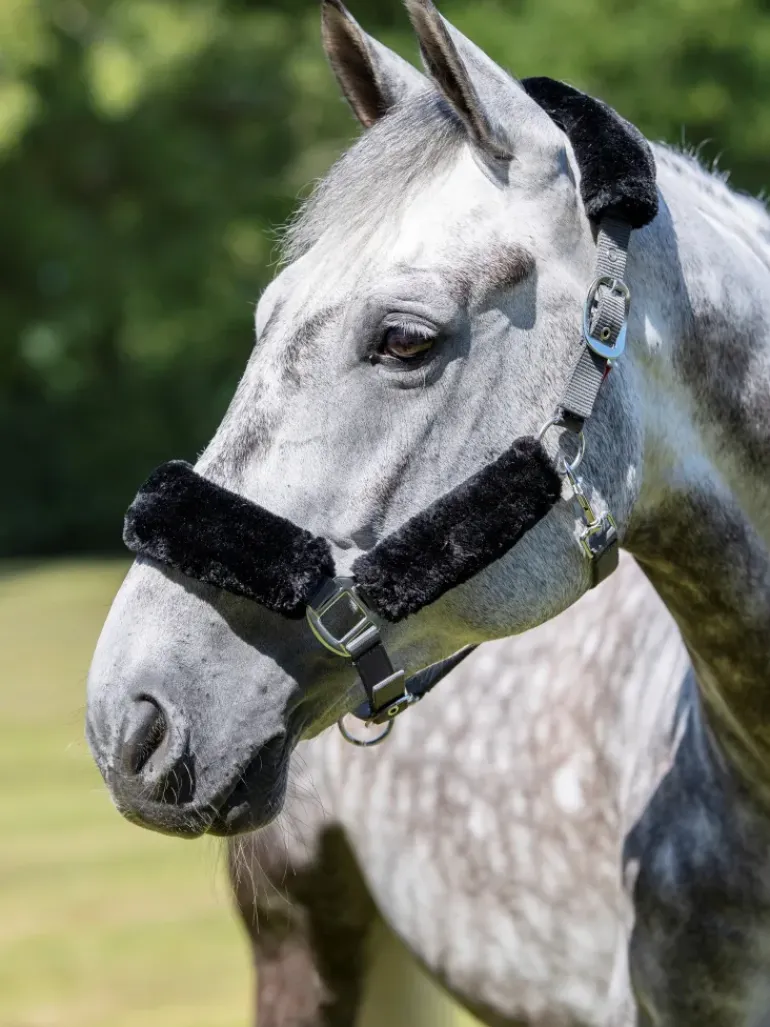 LeMieux Comfort Headcollar
