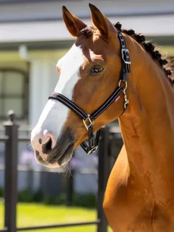 LeMieux Essential Yard Headcollar