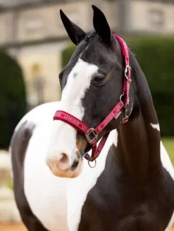 LeMieux Logo Headcollar AW24