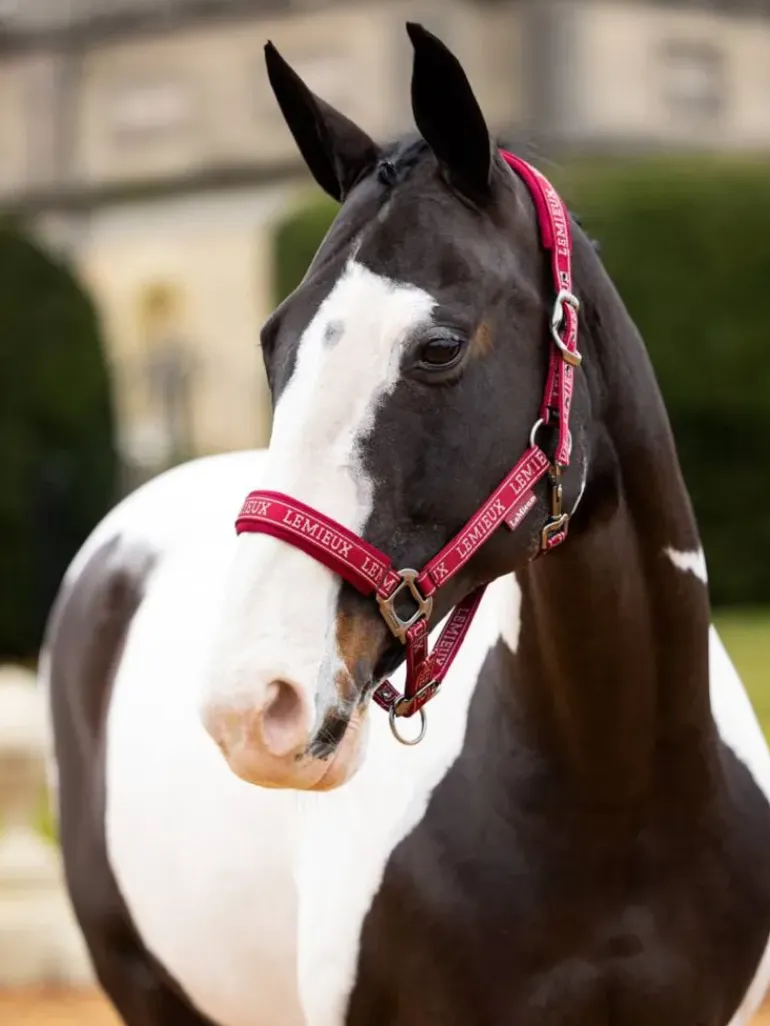 LeMieux Logo Headcollar AW24