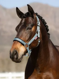 LeMieux Logo Headcollar AW24