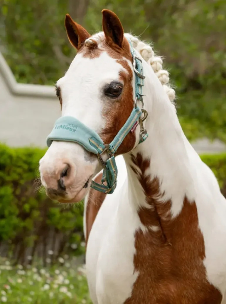 LeMieux Mini Vogue Headcollar & Leadrope SS25