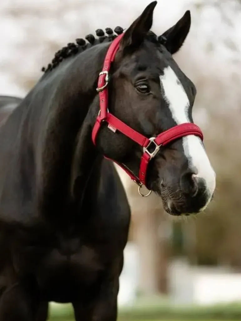 LeMieux Soft Shell Headcollar AW24