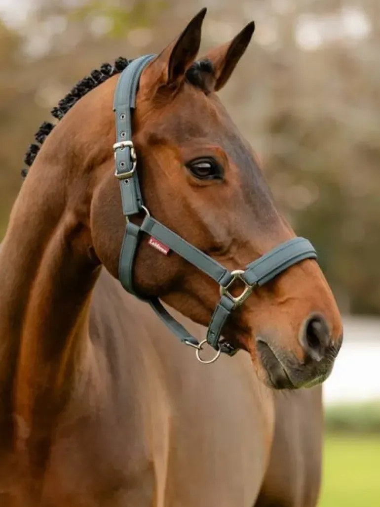 LeMieux Soft Shell Headcollar AW24