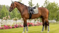 LeMieux Suede Dressage Square SS24