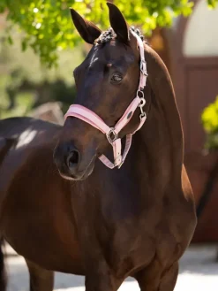 LeMieux Versailles Headcollar & Leadrope SS25