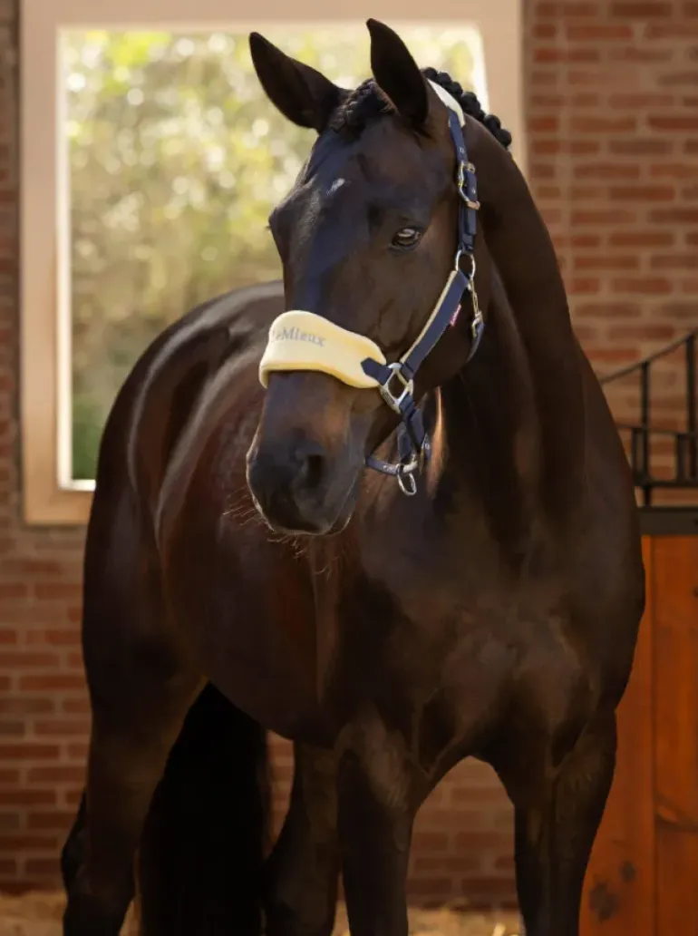 LeMieux Vogue Headcollar & Leadrope SS25