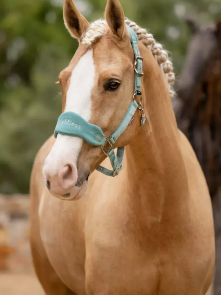 LeMieux Vogue Headcollar & Leadrope SS25