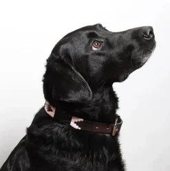 Pampeano Leather Dog Collar Hermoso