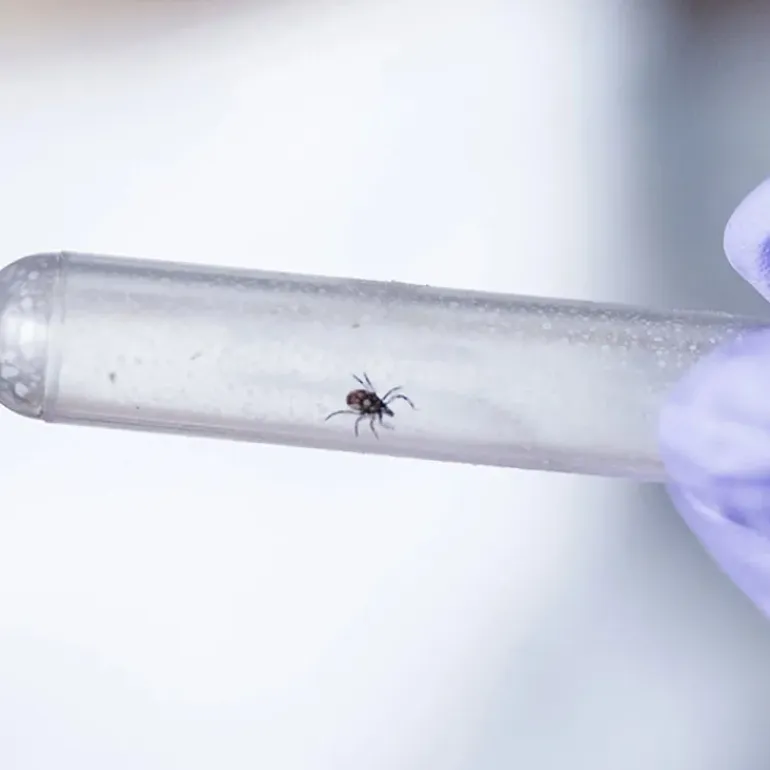 Pyramid Lyme Disease Test Kit