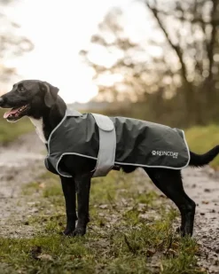 Reincoat Dog