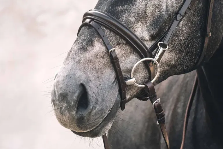 Schockemohle Stuttgart Bridle